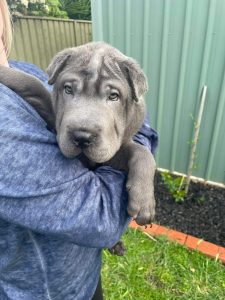 Pure bred, Shar pei puppies