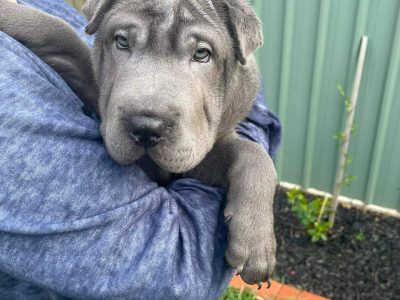 Pure bred, Shar pei puppies