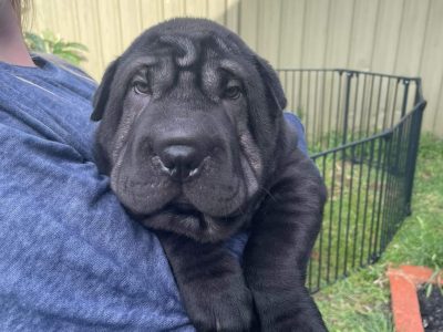 Pure bred, Shar pei puppies