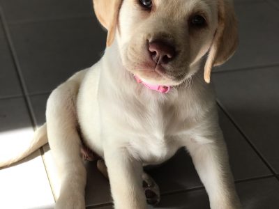 Pure Labrador puppies