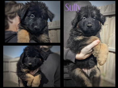 German Shepherds Puppies (Pure Bred, Long Coat)