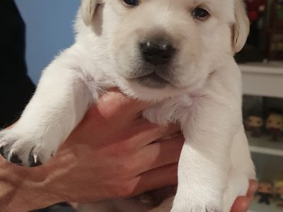 Beautiful Labrador Retriever Puppies for Sale.