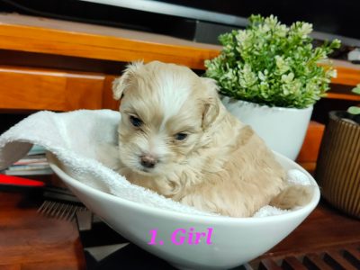 Gorgeous Moodle Puppies