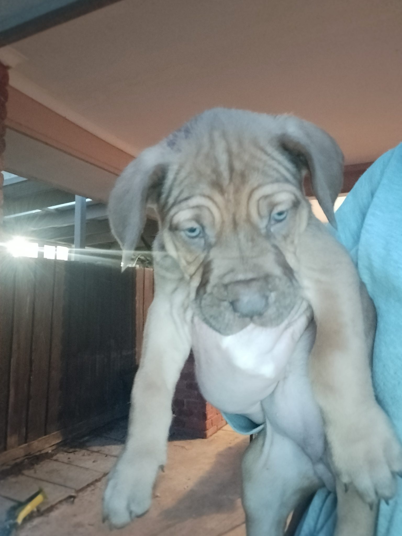 Neopolitan mastiff X Great Dane puppies for sale