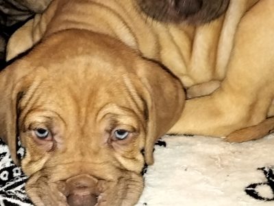 Neopolitan mastiff X Great Dane puppies for sale