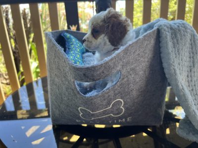 Arloquin Cavoodles/Theodores are happy to announce