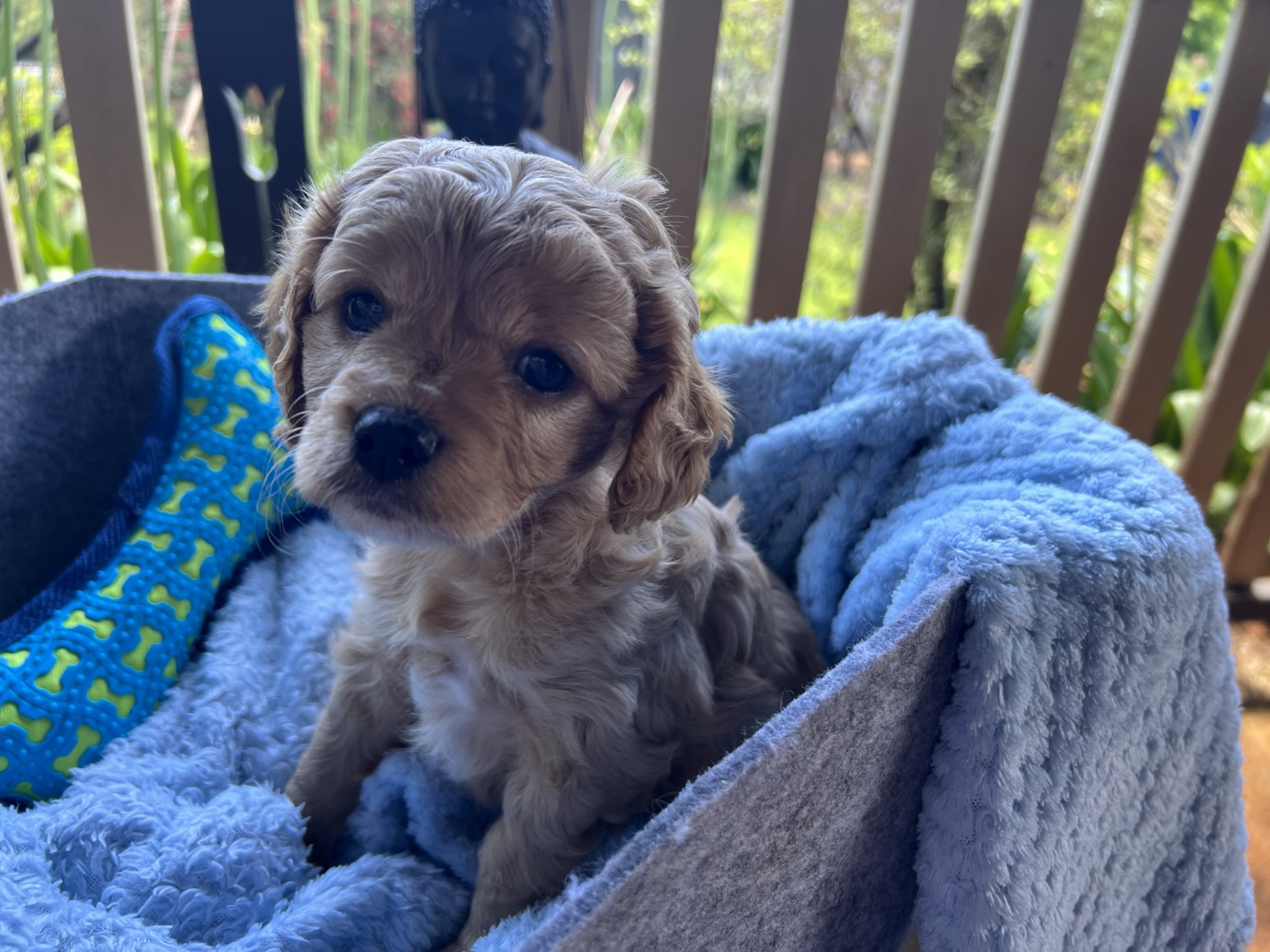 Arloquin Cavoodles/Theodores are happy to announce