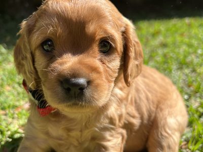 TOY CAVOODLE PUPPIES FOR SALE!
