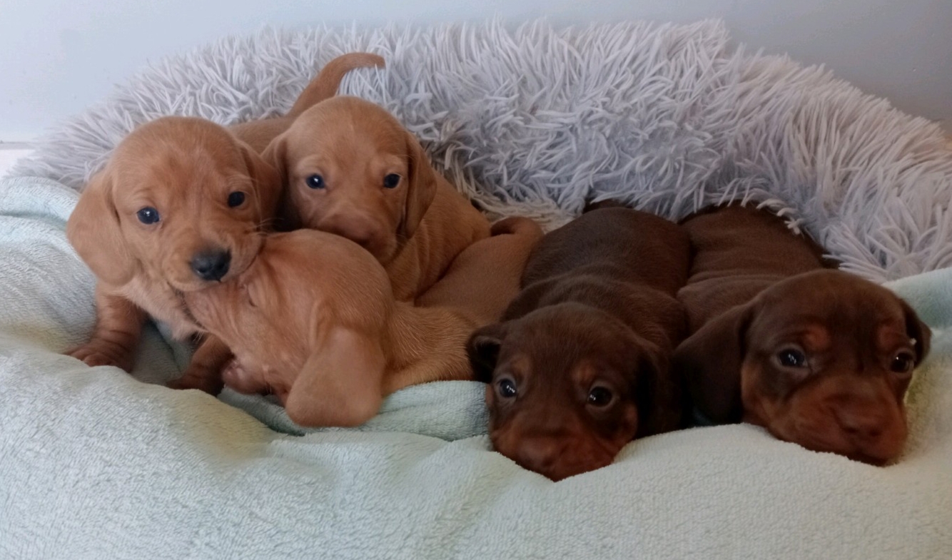Miniature Purebred Dachshund Puppies
