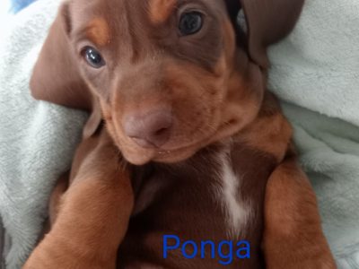 Miniature Purebred Dachshund Puppies