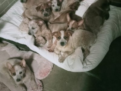 Australian Cattle Dog Puppies Red