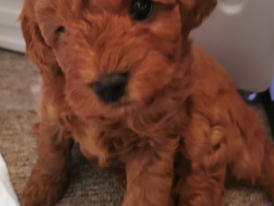 Adorable & cuddly bears!