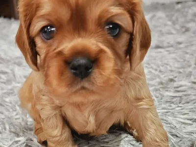 Cavalier King Charles Spaniel puppies