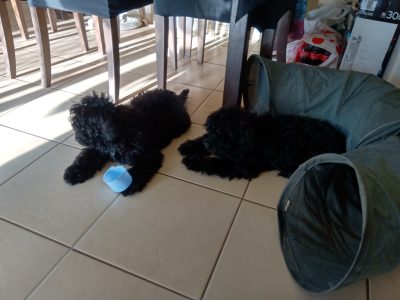 Two x F1 Cavoodle Puppies. Maryborough Qld
