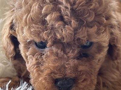 Tiny Female Ruby Purebred Toy Poodle