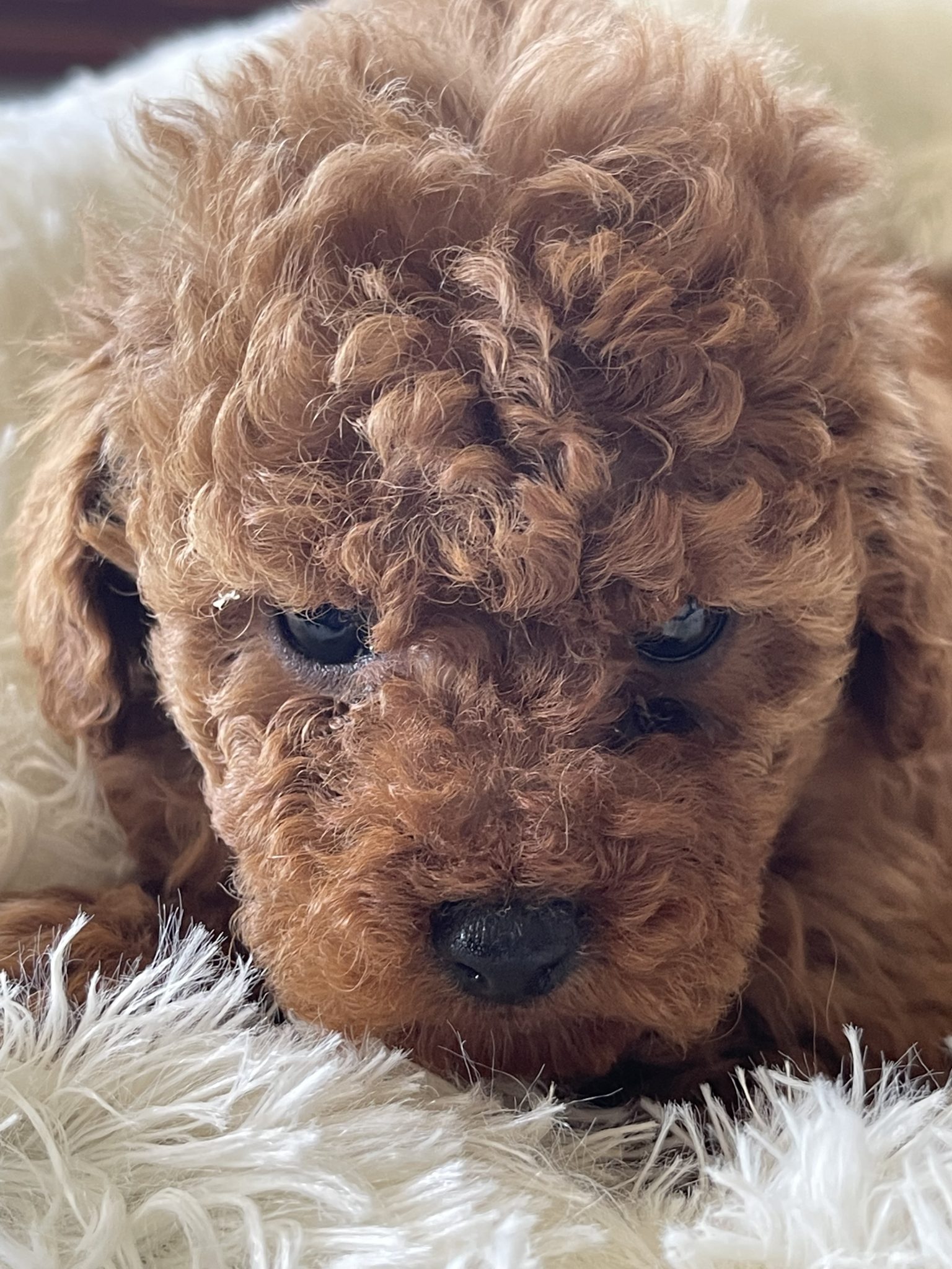 Tiny Female Ruby Purebred Toy Poodle