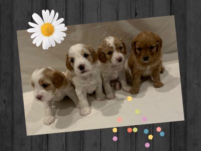 Toy Cavoodle Puppies
