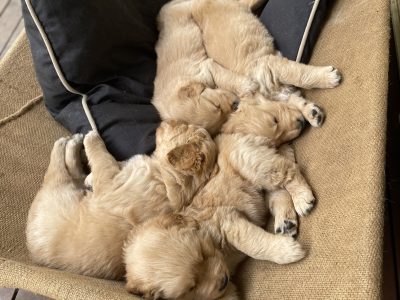 Pure Bred Golden Retriever Puppies