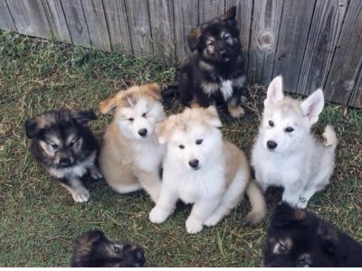 Alaskan Malamute x German Shepherd-DNA COMPATABLE