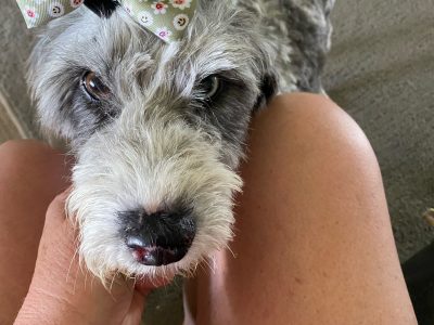 Bordoodle blue merle “Crystal”