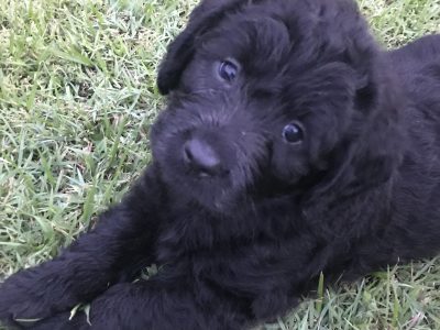 Black Labradoodle Puppies – super stunning !