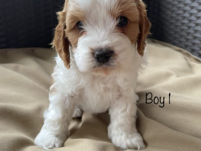 Toy Cavoodles to Love