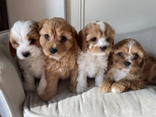 Toy Cavoodles to Love