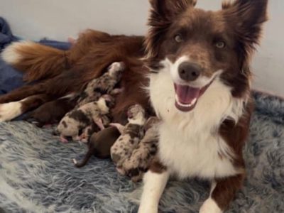 Purebred Border Collies