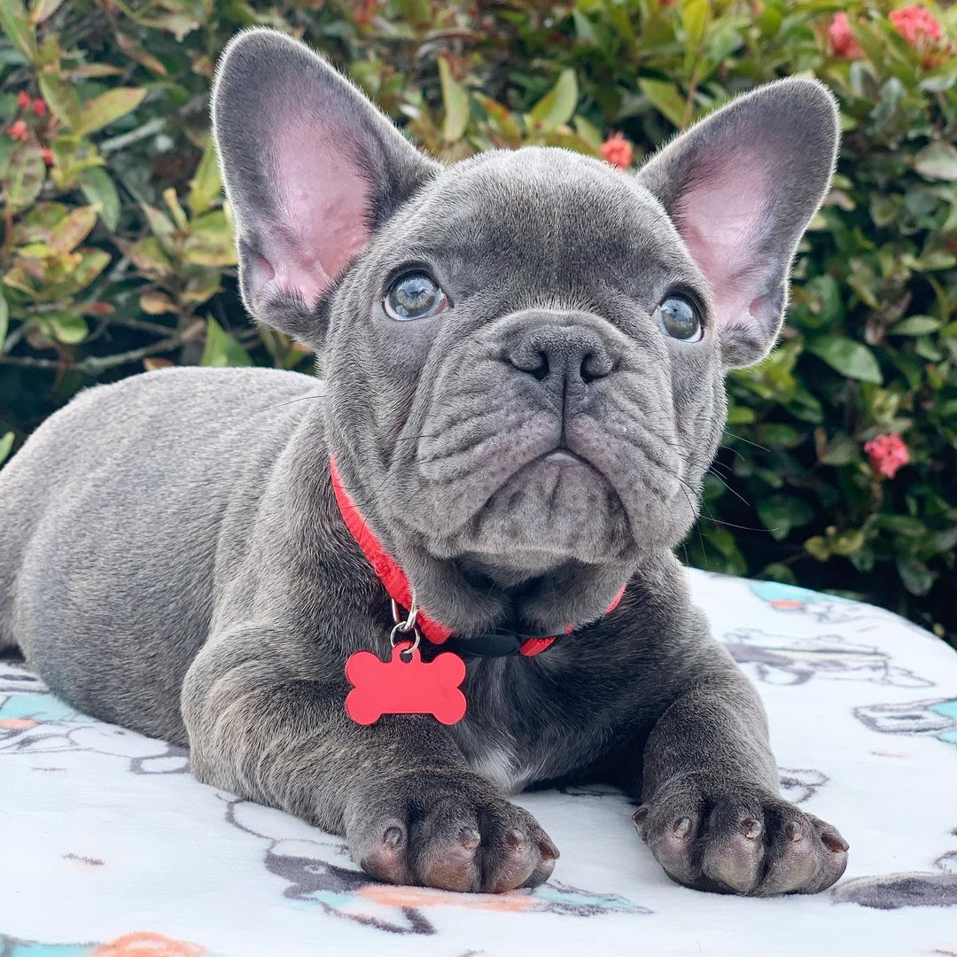 ****Top Quality frenchies Available ****