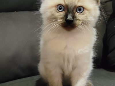 Available Now 2 Seal Point Kittens – Male & Female