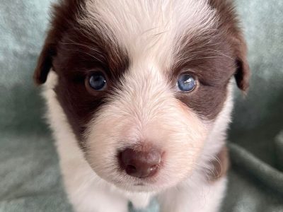 Border Collie – Purebred