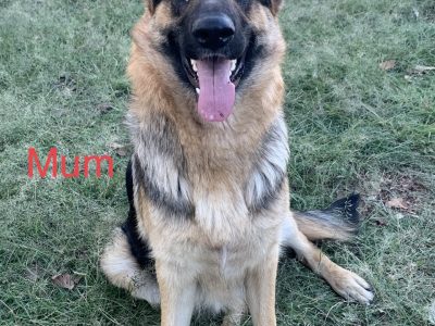 Purebred German Shepherd Puppies