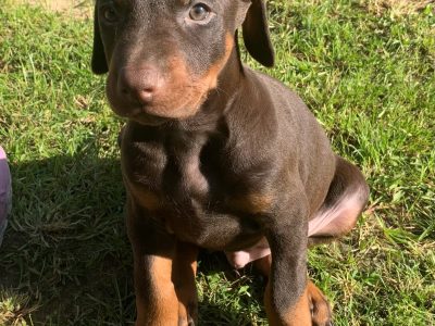 Doberman puppies pure bred for sale Victoria
