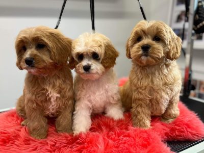 CAVOODLE PUPPIES READY FOR NEW HOMES