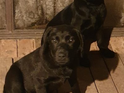 Purebred Labrador puppies
