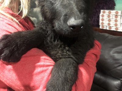 German shepherd Puppies – Pure bred