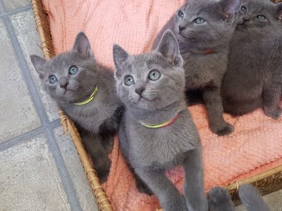 Gorgeous Pure Russian Blue Kittens