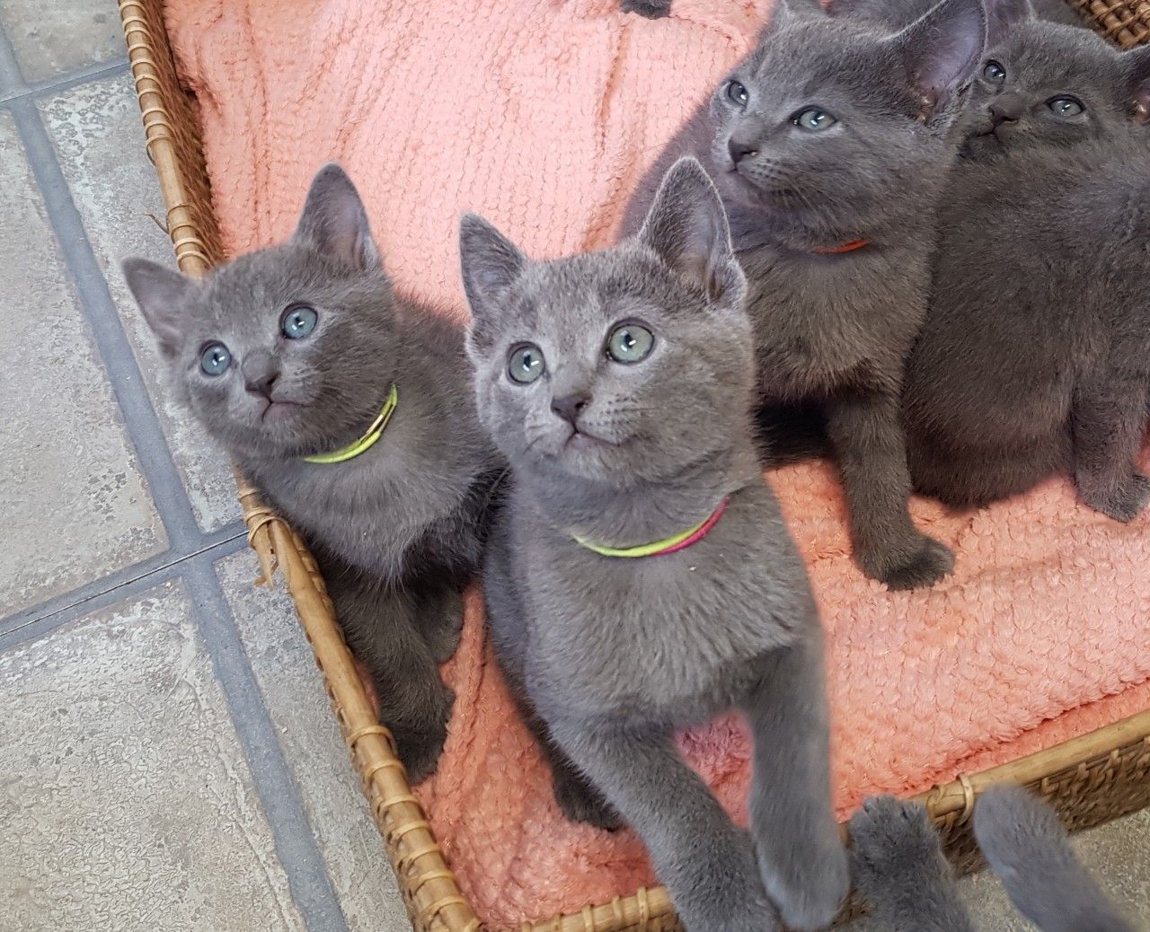 Gorgeous Pure Russian Blue Kittens