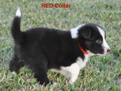 Pure Breed Border Collie Pups