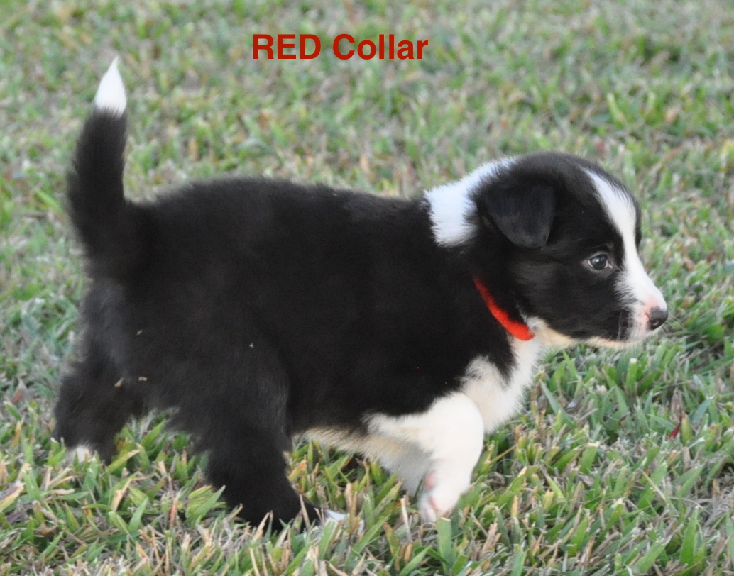 Pure Breed Border Collie Pups