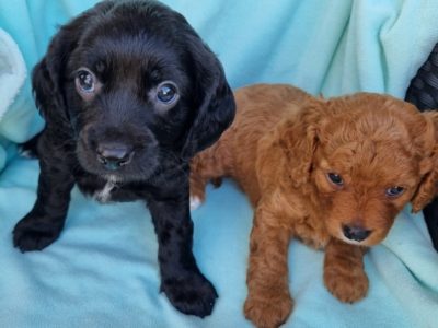 Toy Cavoodle puppies available