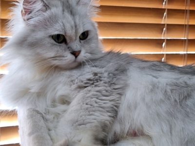 Loving Chinchilla Persian Boy