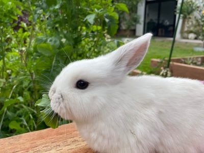 A pair of minilop bunnies