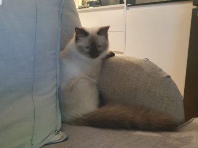 Ragdoll female cat