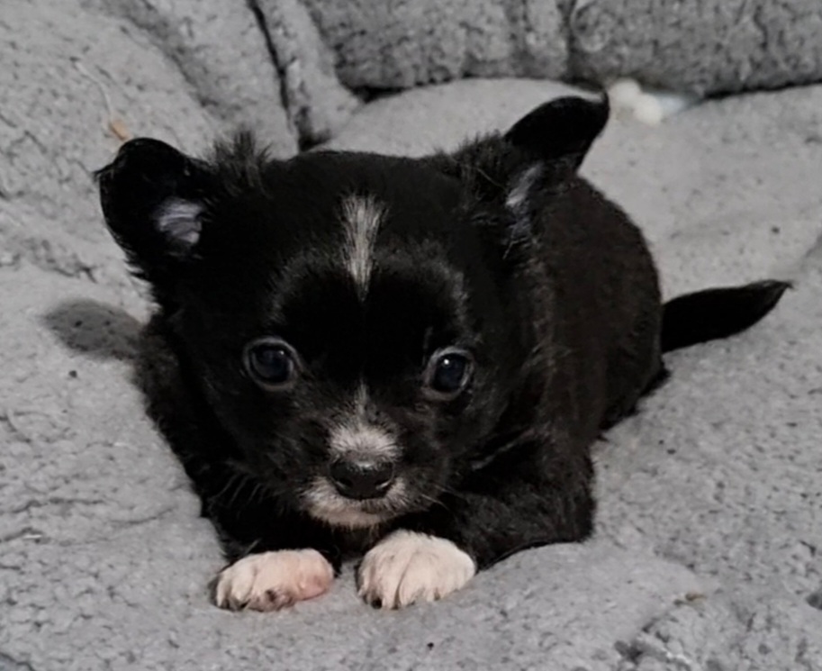 Chihuahua - Longhaired