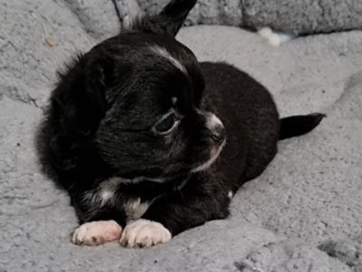 Chihuahua – Longhaired