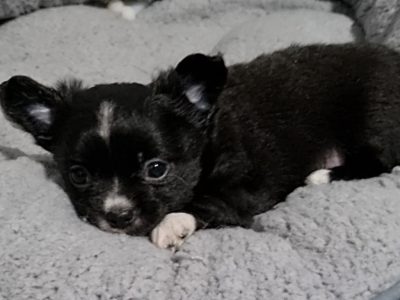 Chihuahua – Longhaired