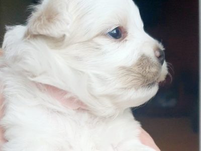 Xmas Moodle x moodle puppies