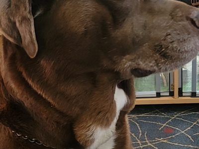 Neo mastiff x border collie