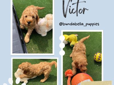 SPOODLE PUPPIES – READY NOW